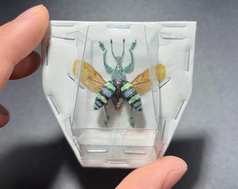 One real Eupholus Mimikanus, Indonesia,(Spread Wings)  beetle, unmounted, insect taxidermy