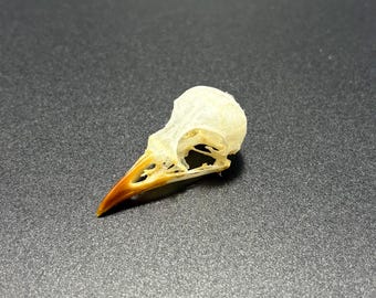 Sooty-headed bulbul Skull (Pycnonotus aurigaster) Bone Specimen (Non-CITES)