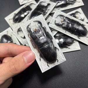 Dorcus bucephalus (+60-69mm) One Stag Beetle Lucanidae Insect Specimen Oddity
