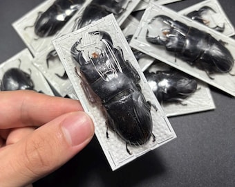 Dorcus bucephalus (+60-69mm) One Stag Beetle Lucanidae Insect Specimen Oddity