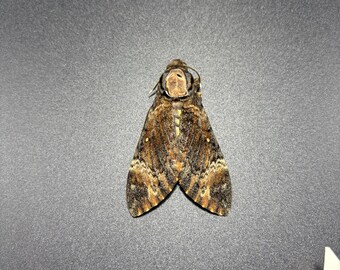 Deaths Head Hawk Moth (Acherontia styx) A1 Ethical Unmounted Specimens Entomology Taxidermy Wholesale Insect Art Supplies