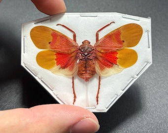 Orange Sunburst Lanternfly, Scamandra Sanguiflua, Mounted (Wings spread), real, dried, preserved specimen