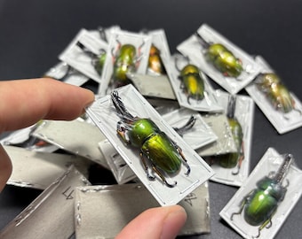 Sawtooth Beetle Male,  Lamprima adolphinae 40mm+ green stag beetle (Lucanidae) OVERSTOCK