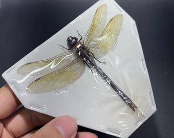 Real Anax gibbosulus ,Green Emperor dragonfly wings opened bug