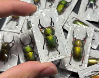 Sawtooth Beetle Male,  Lamprima adolphinae small green stag beetle (Lucanidae) OVERSTOCK A1-