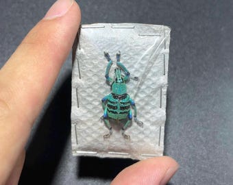 One real blue Eupholus geoffroyi Jayapura, W, Irian, Indonesia,  beetle, unmounted, insect taxidermy