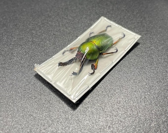 Sawtooth Beetle Male,  Lamprima adolphinae small green stag beetle (Lucanidae) OVERSTOCK