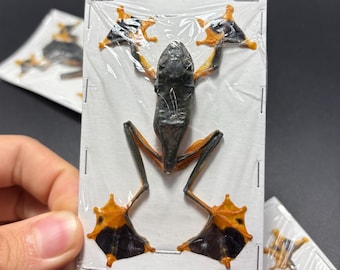 Flying Parachute Tree Frog Rhacophorus reinwardtii Taxidermy Oddity insect