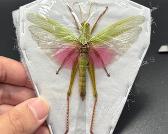 Chondracris rosea rosea, Pink Grasshopper A1, male, mounted with wings spread, preserved, dried