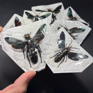 May include: Several preserved insects are displayed in clear plastic packaging. The insects have black bodies with yellow markings and iridescent wings with shades of blue and green. The wings are spread, showcasing their intricate patterns.