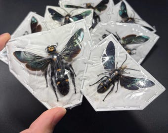 RARE (One Pair) Megascolia orange Wasp SPREAD Big Real Insect Bee Bug Taxidermy Craft-Ready Specimen Art Papered Megascolia procer