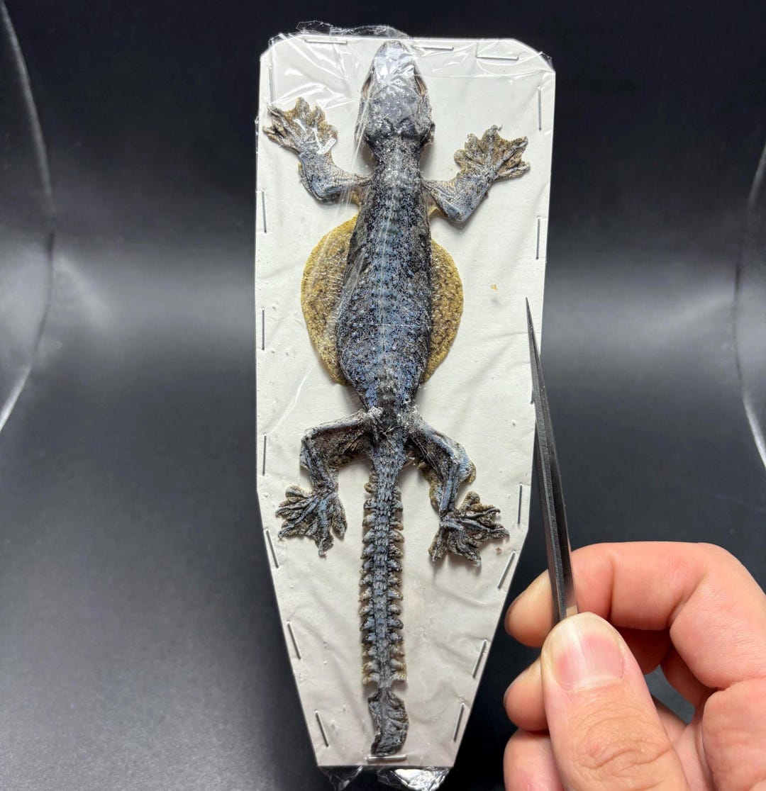 Flying Gecko Lizard Taxidermy Oddity Curiosities Specimen Reptile ...