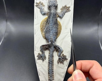 Flying Gecko Lizard Taxidermy Oddity Curiosities Specimen reptile specimen packaged
