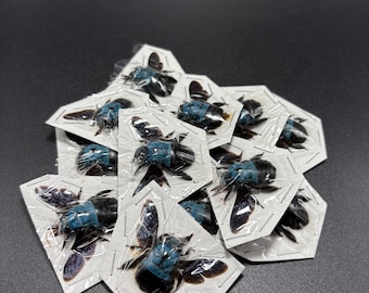 Xylocopa caerulea (LOT OF 10) Blue Carpenter Bee Real dried Insect