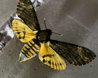 Deaths Head Hawk Moth (Acherontia styx) A1 Ethical Unmounted Specimens Entomology Taxidermy Wholesale Insect Art Supplies
