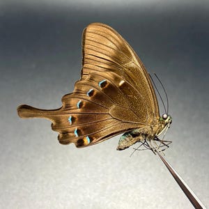 Puede incluir: Una mariposa marr&oacute;n con intrincados patrones en las alas y peque&ntilde;os detalles azules y amarillos. La mariposa es sostenida por unas pinzas, mostrando sus delicadas caracter&iacute;sticas y textura detallada. Las alas de la mariposa est&aacute;n extendidas.