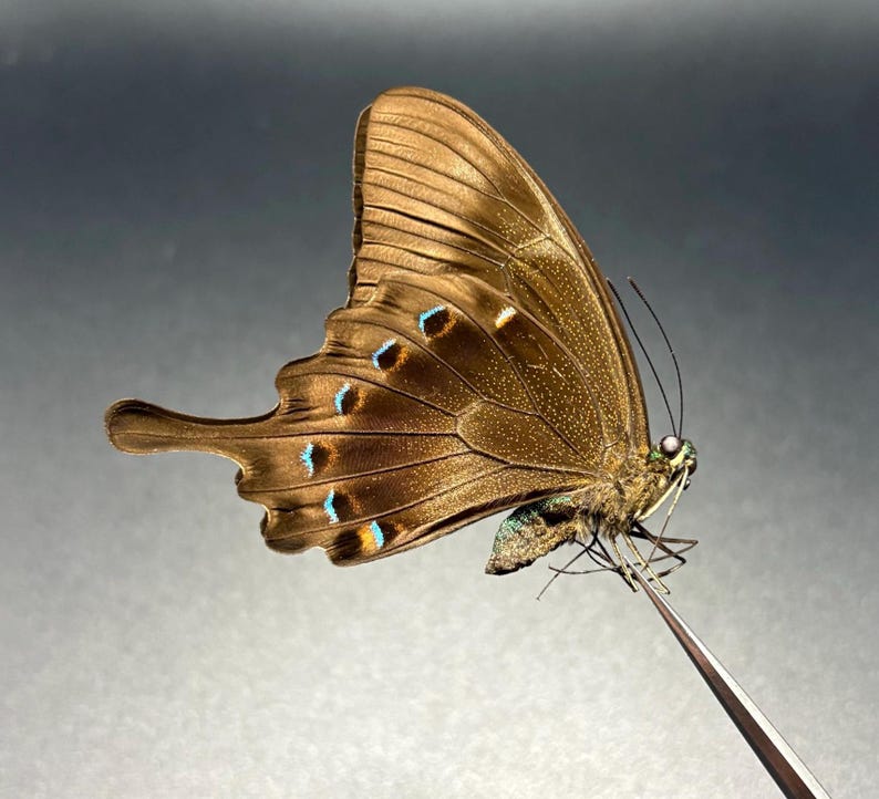 Puede incluir: Una mariposa marr&oacute;n con intrincados patrones en las alas y peque&ntilde;os detalles azules y amarillos. La mariposa es sostenida por unas pinzas, mostrando sus delicadas caracter&iacute;sticas y textura detallada. Las alas de la mariposa est&aacute;n extendidas.