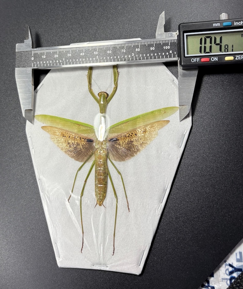 Giant Mantis, Tenodera Aridifolia, Entomology, Spread and Ready for ...