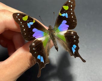 REAL Graphium Weiskei preserved BUTTERFLY, dried, insect specimen.  Butterfly with wings closed