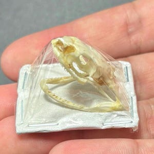 Snake Skull Ptyas korros Real Bone Art Specimen Skeleton Science Articulated Biology