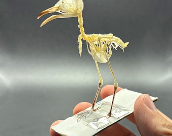 Skeleton Songbird (Prinia) real skeleton. bones. bird. anatomy. natural history. oddities. goth. witch. flight. taxidermy