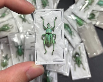 One real Eupholus cuvieri, Indonesia,  beetle, unmounted, insect taxidermy