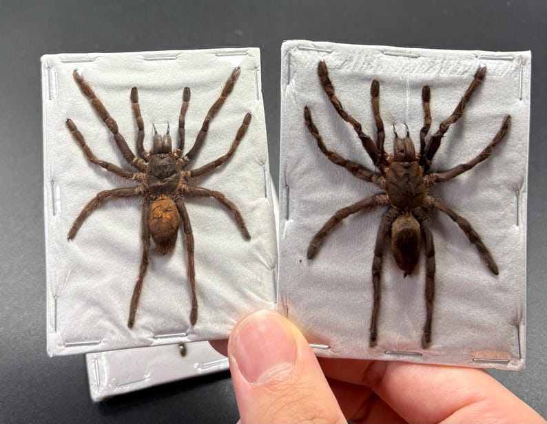 Java Yellow Kneed Tarantulas (selenocosmia Javanensis Dolichoplectra ...