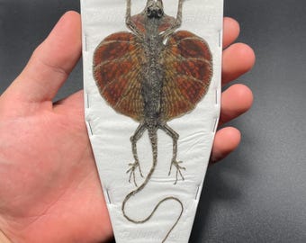 REAL Red/Orange Draco Flying Lizard Draco haematopogon Taxidermy Indonesian Specimen insect oddity