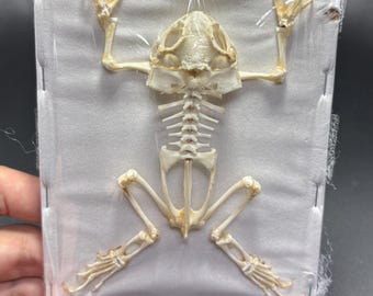 Toad Skeleton Real. (Duttaphrynus melanosticus) taxidermy