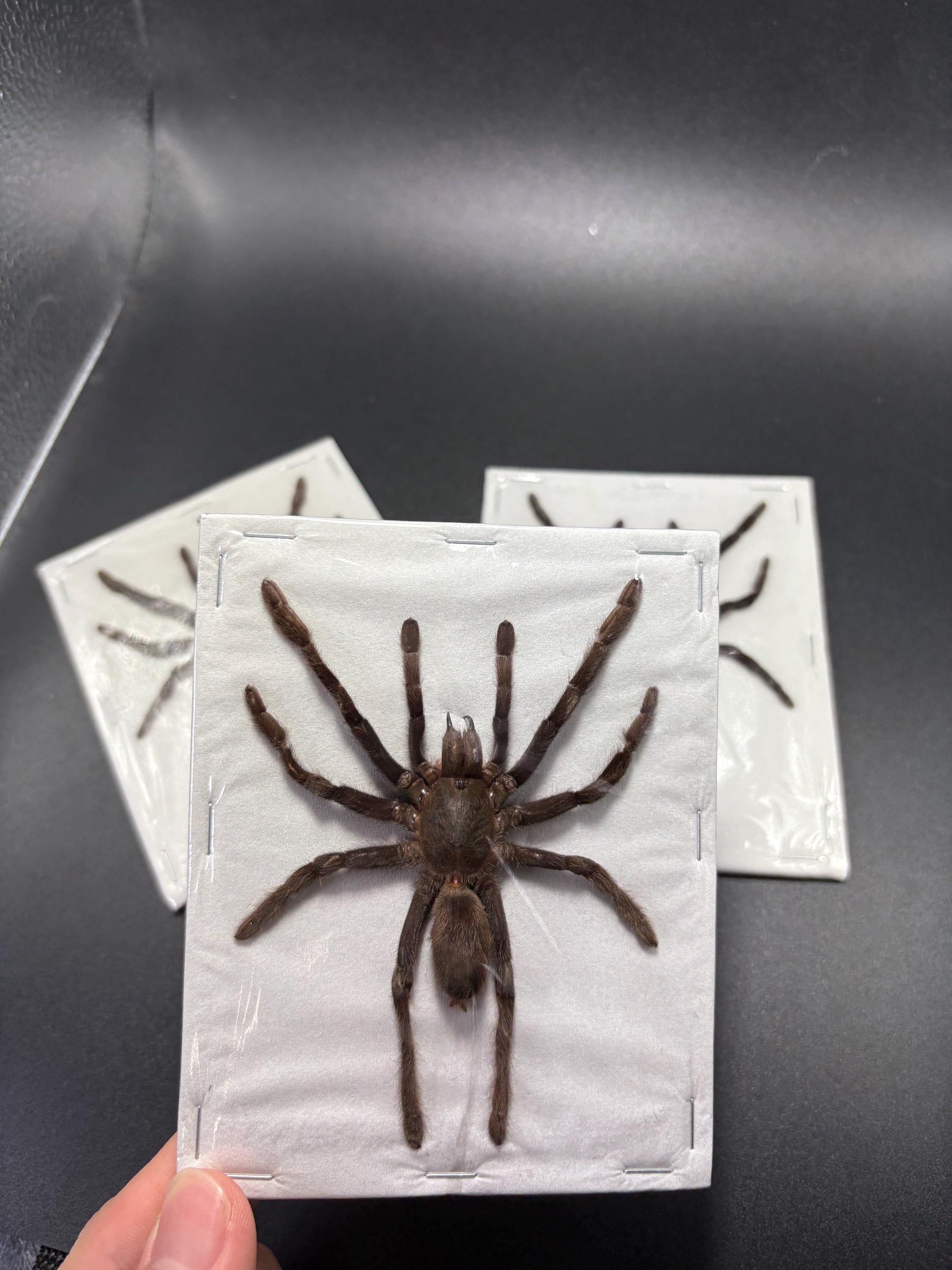Java Yellow Kneed Tarantulas (selenocosmia Javanensis Dolichoplectra ...