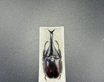 Xylotrupes gideon male Rhino Beetle Unmounted 60-70mm