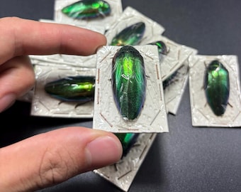 Sternocera aequisignata Shiny buprestid jewel beetle Thailand