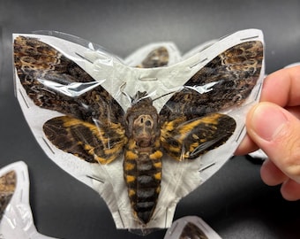Acherontia Lachesis Vietnam deaths head hawk moth (Spread)