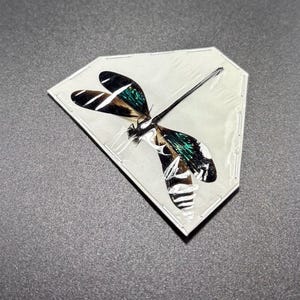 May include: A preserved dragonfly specimen with black, white, and teal wings, encased in a clear, diamond-shaped frame. The insect's intricate details are visible, showcasing its delicate structure. The background is a solid gray surface.