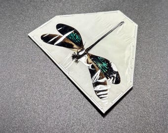 Green blue metalic spread damselfly for artwork Euphaea variegata, Indonesia, insect collection, or taxidermy project