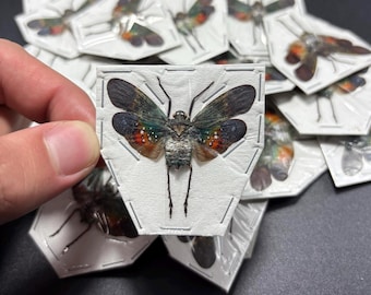 Green and Orange Lanternfly ‘Penthicodes farinosa’, REAL Dead, Dried, Preserved Insect Specimen