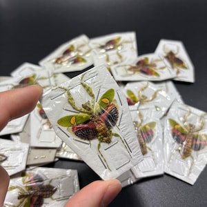 Jeweled Flower Praying Mantis, Creobroter gemmatus, Female, Mounted (wings spread), real, dried, preserved, praying mantis