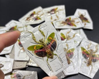 Jeweled Flower Praying Mantis, Creobroter gemmatus, Female, Mounted (wings spread), real, dried, preserved, praying mantis