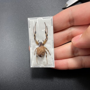 Asian Hermit Spider, Nephilengys malabarensis, Real Spider Specimen, Arachnids, Unmounted Spider