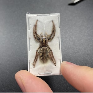 May include: A preserved spider specimen mounted in a clear plastic frame. The spider is brown and black with long legs and a distinctive pattern on its abdomen.