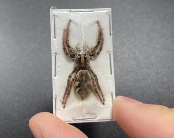 Female GIANT jumping spider, Hyllus Giganteus, Largest Jumping Spider, Arachnid, Entomology, Real spider, Spread Spider Specimen, Science