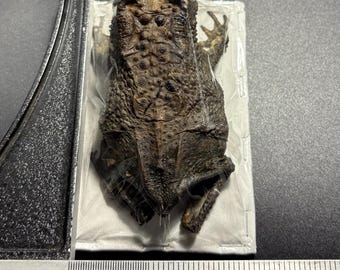 Toad specimen Real. (Duttaphrynus melanosticus) sitting position