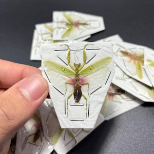 Jeweled Flower Mantis, Creobroter gemmatus, Male, Mounted (wings spread), real, dried, preserved