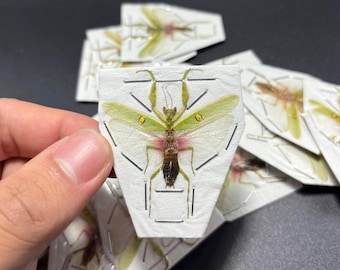Jeweled Flower Mantis, Creobroter gemmatus, Male, Mounted (wings spread), real, dried, preserved