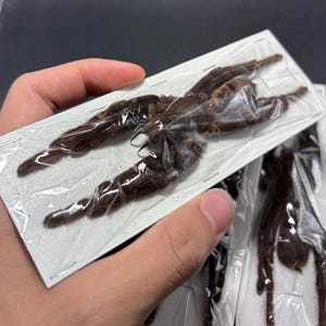 May include: Close-up of packaged brown tarantula legs. The legs are individually packaged in clear plastic, attached to a white card. The legs are a dark brown color and appear to be preserved.