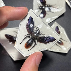 May include: A preserved insect specimen, a black wasp with iridescent purple wings and a reddish-brown abdomen, is held by a person. The wasp is pinned to a white card, with other similar specimens visible in the background. The insect is a type of wasp.