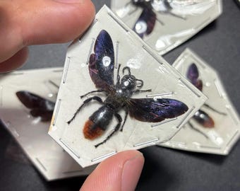 RARE (1) Megascolia Red Wasp SPREAD Big Real Insect Bee Bug Taxidermy Craft-Ready Specimen Art Papered Megascolia Azurea