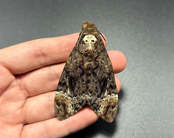 Real Deaths Head Hawk Moth Acherontia Lachesis A1- Grade Unmounted Specimen