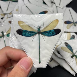May include: A preserved dragonfly with iridescent blue and green wings, mounted in a clear plastic triangle-shaped frame on a white background.