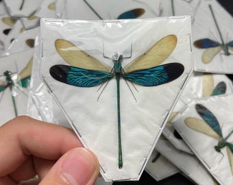 Green Metalwing damselfly, Neurobasis chinensis florida, mounted, spread, dragonfly, real insect, preserved, dried specimen